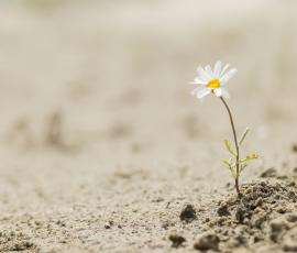 Flower growing in the dry ground
