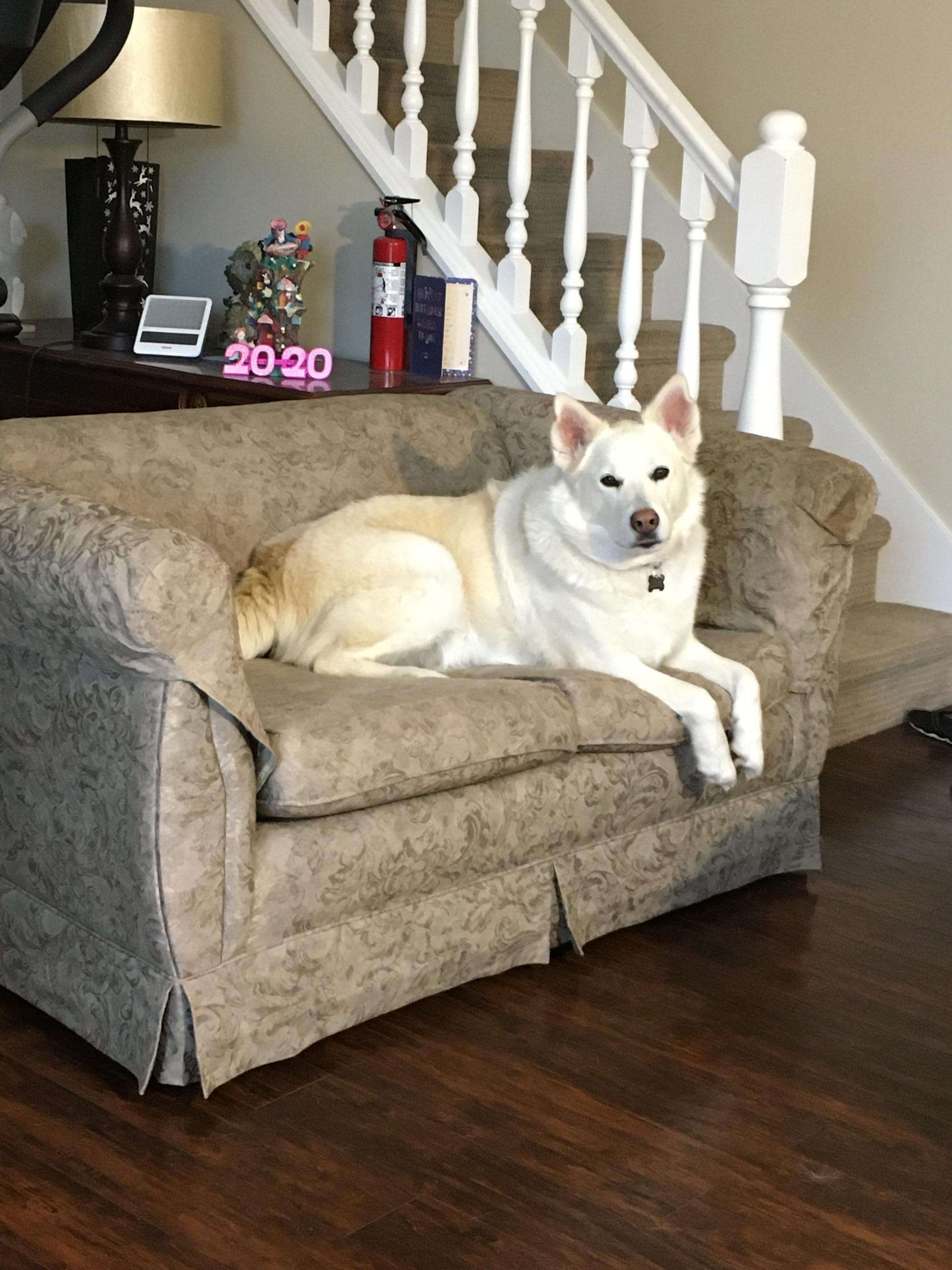 Dog on Couch