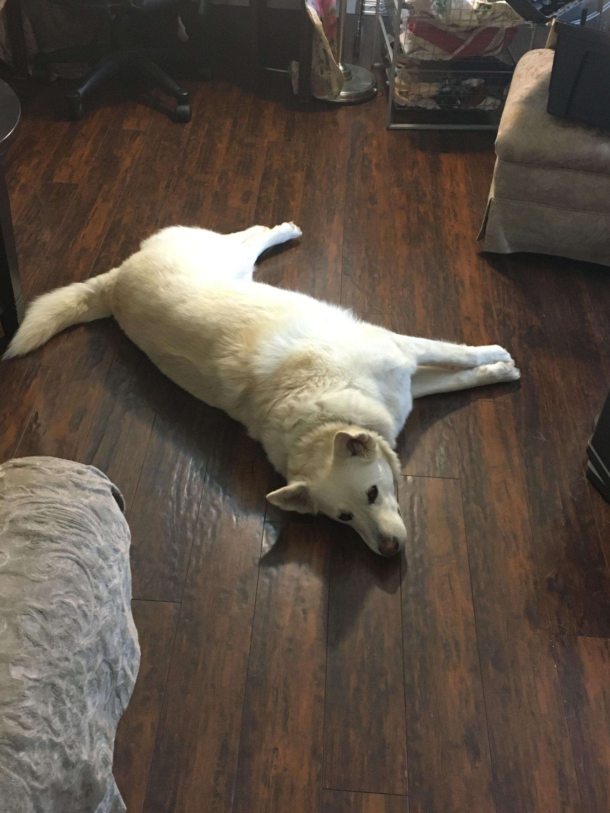 Dog laying on the floor